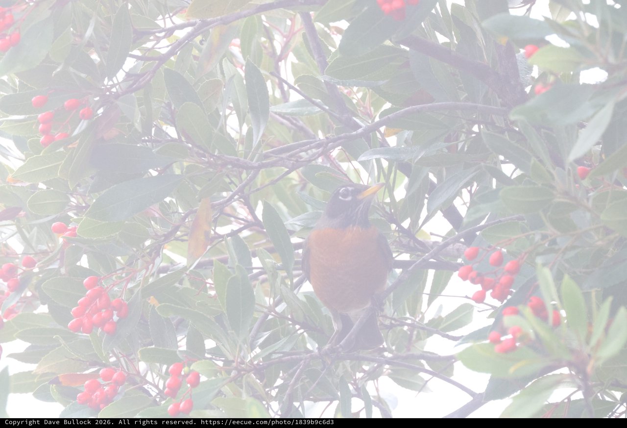 American Robin Foraging Among Red Winter Berries