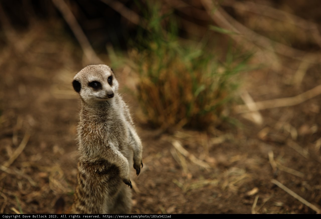 On Alert in Oakland: Marvelous Meerkat