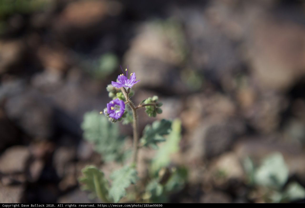 Geranium Flower Blooming in the Desert Dirt