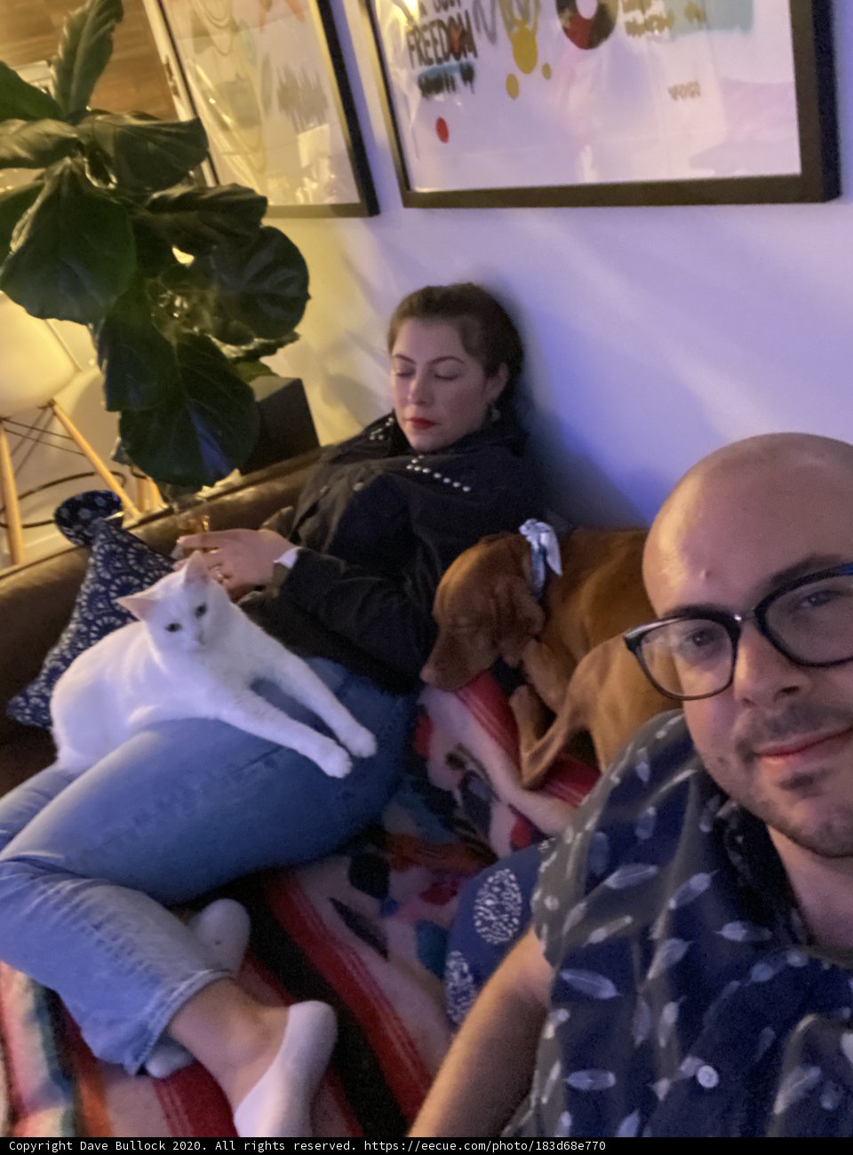 Cozy Evening with Furry Friends