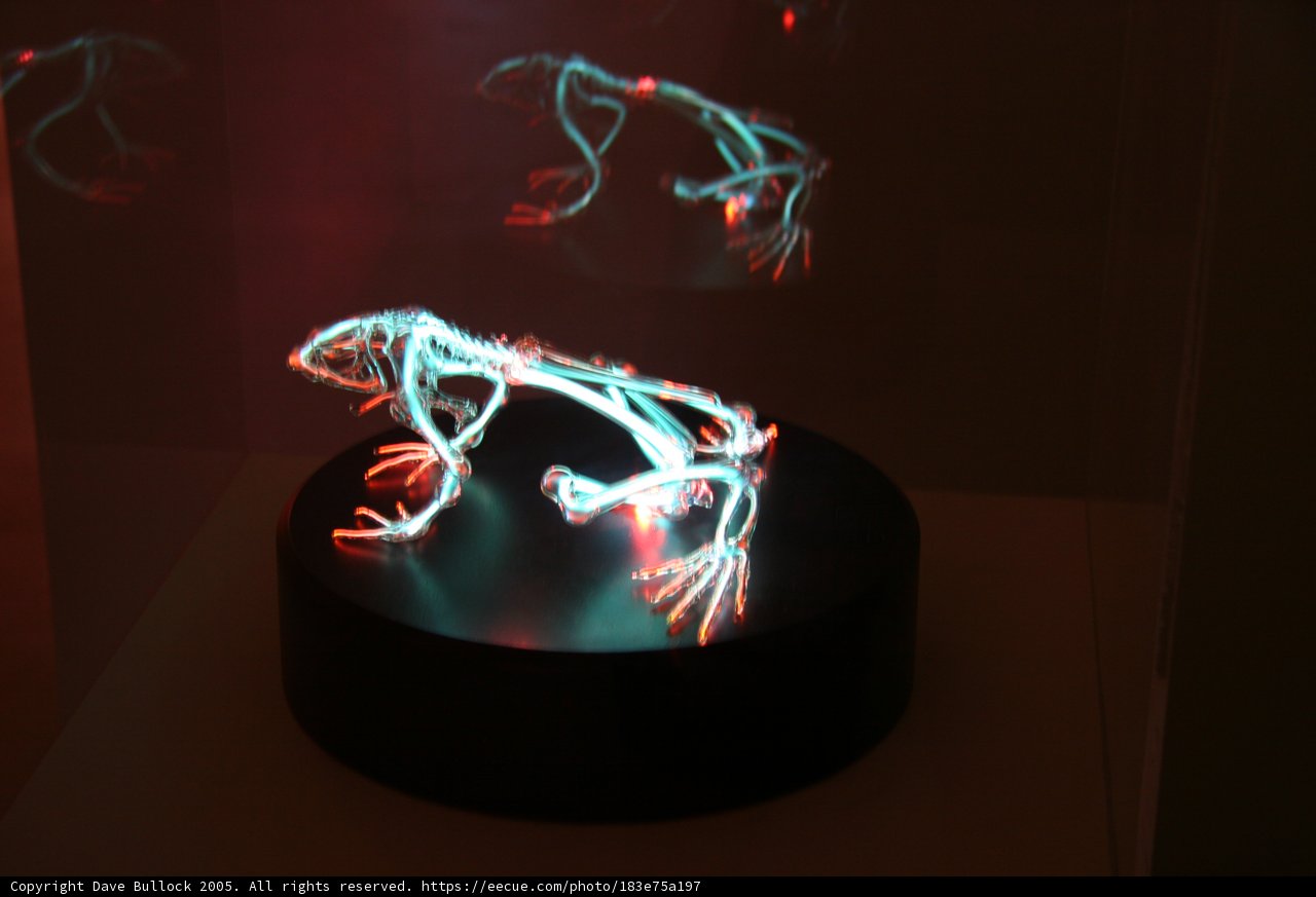 Neon Frog in a Dark Room