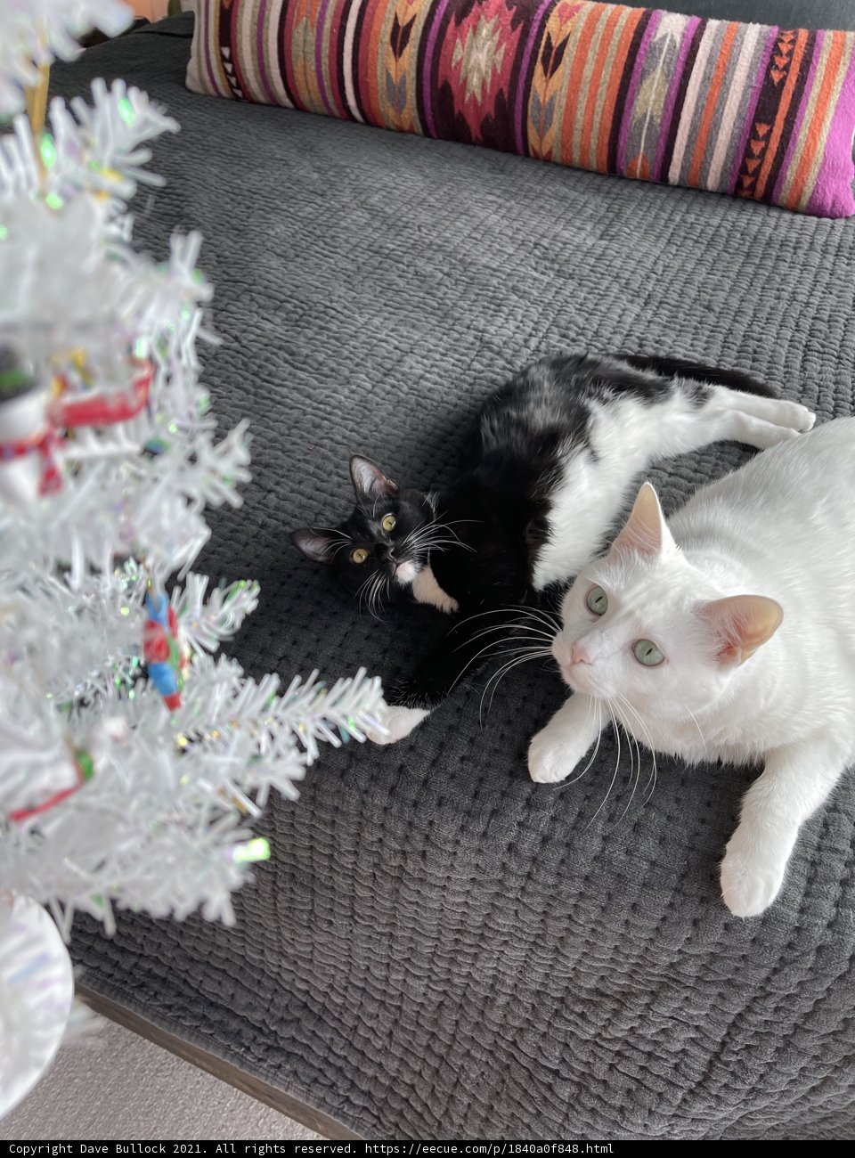 Cozy Christmas Cats