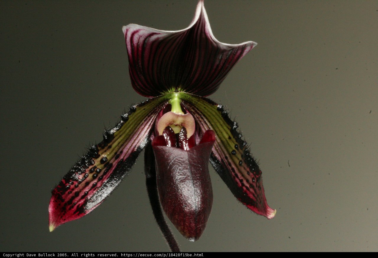 Blossoming Orchid with Dark Center