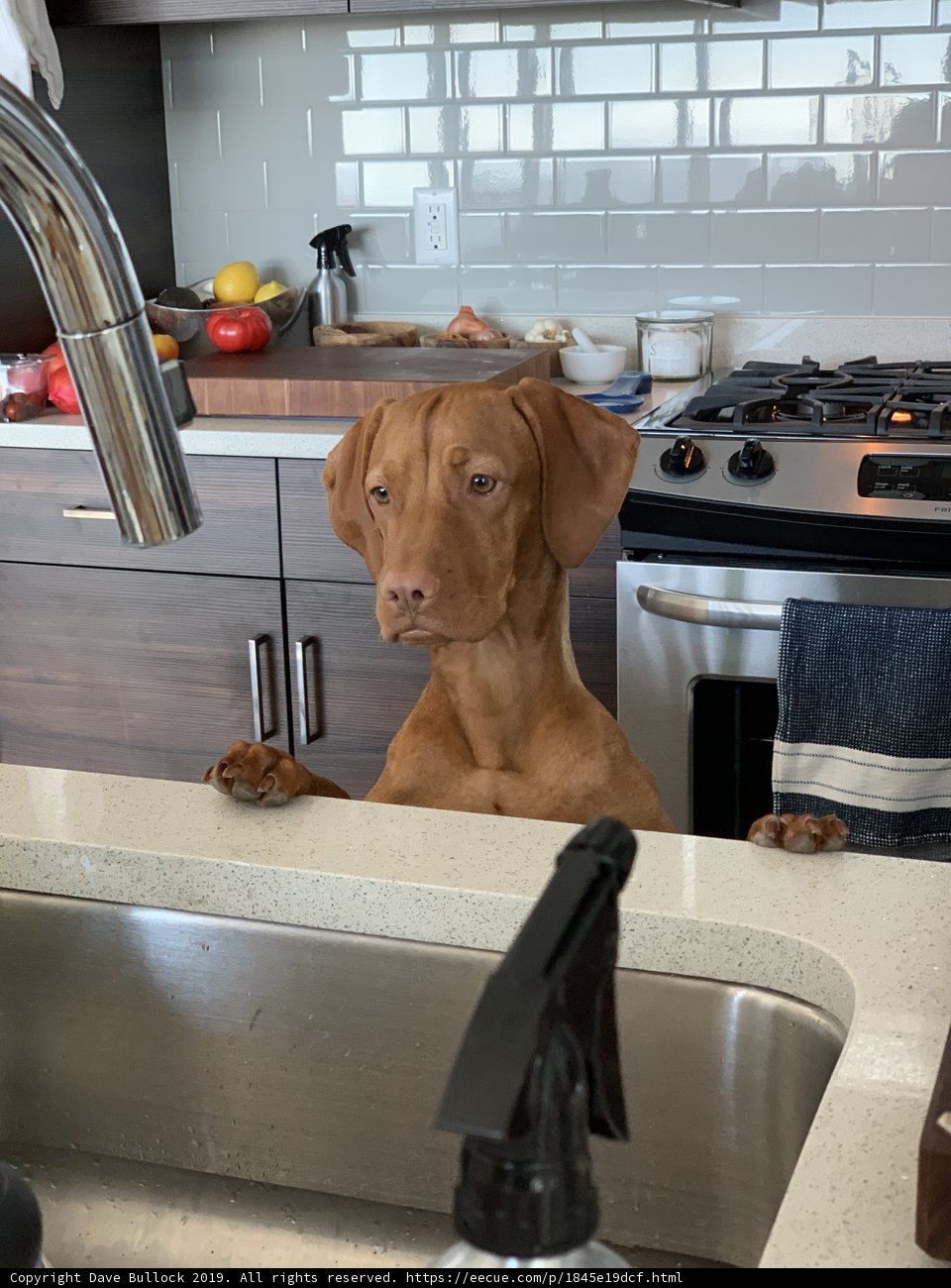 The Kitchen Helper