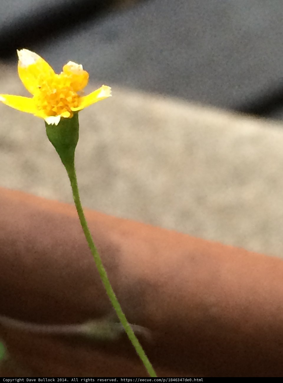 Sole Survivor