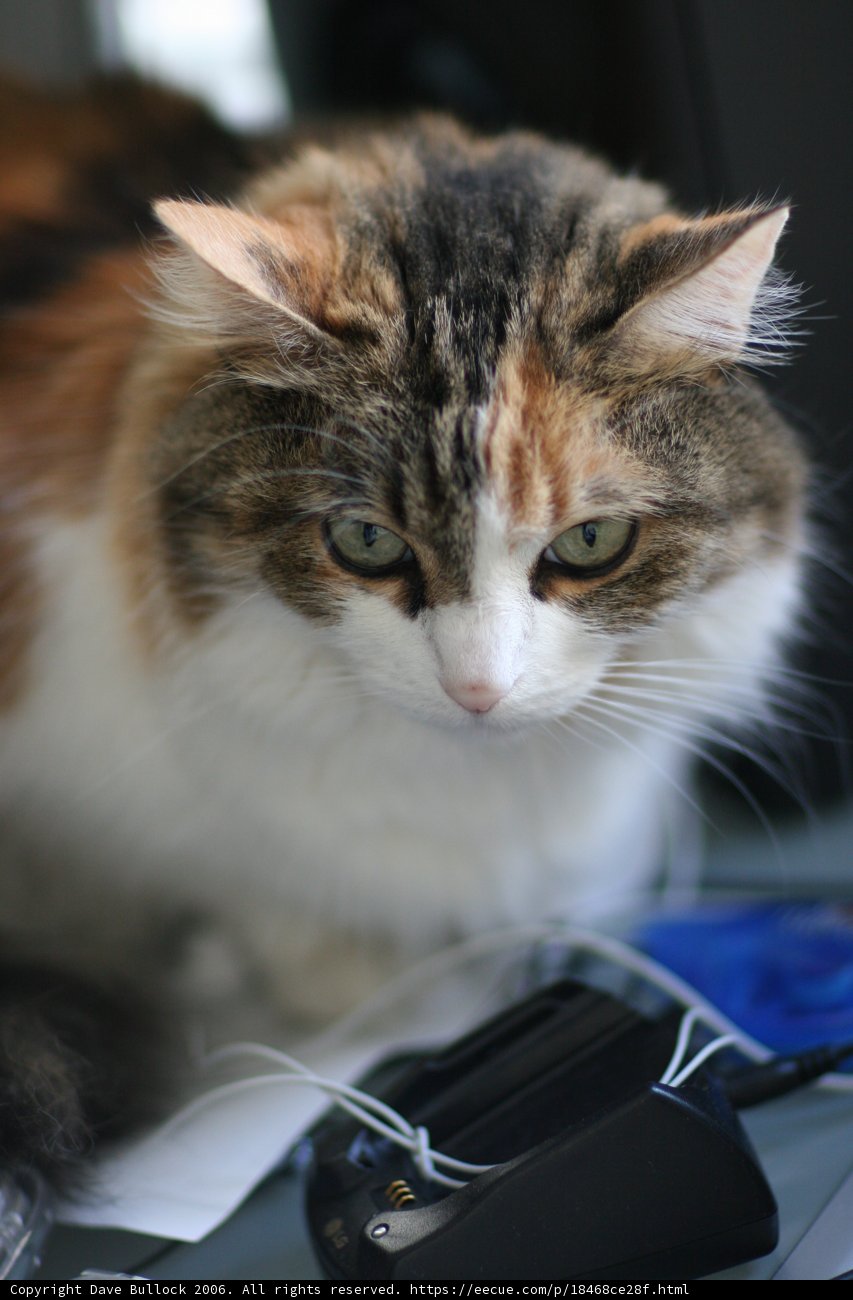 Tech-Savvy Cat