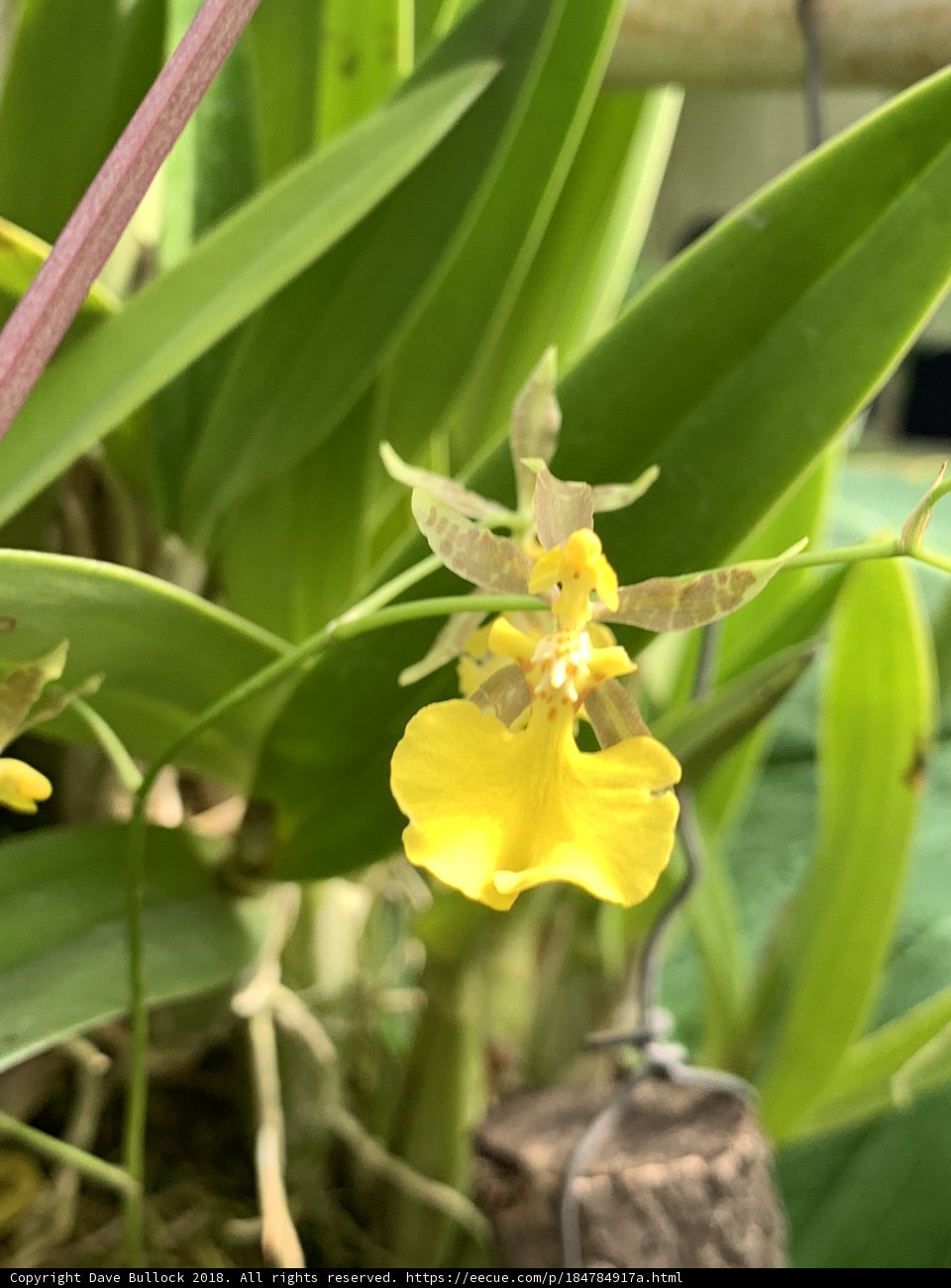 Sunflower Orchid
