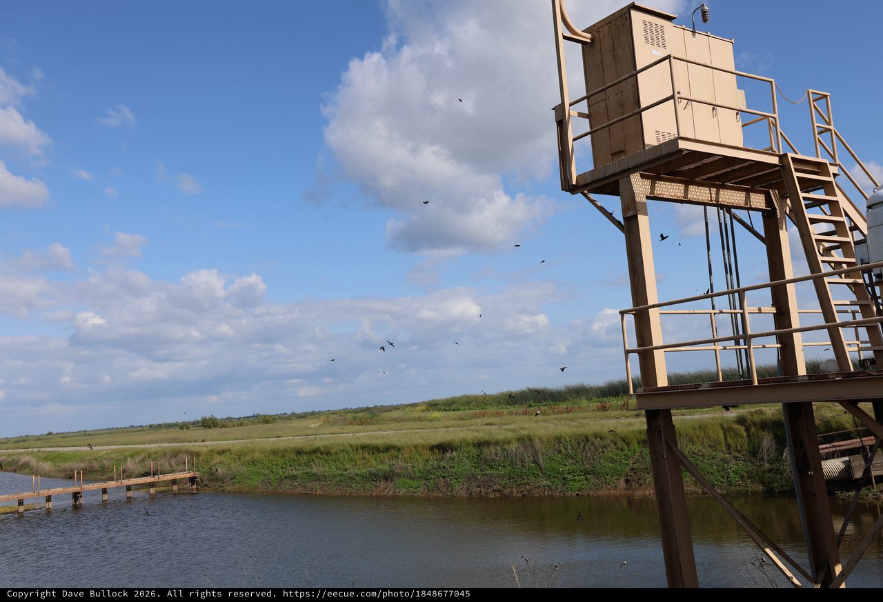Elevated Wildlife Observation Platform at Coastal Wetland Reserve