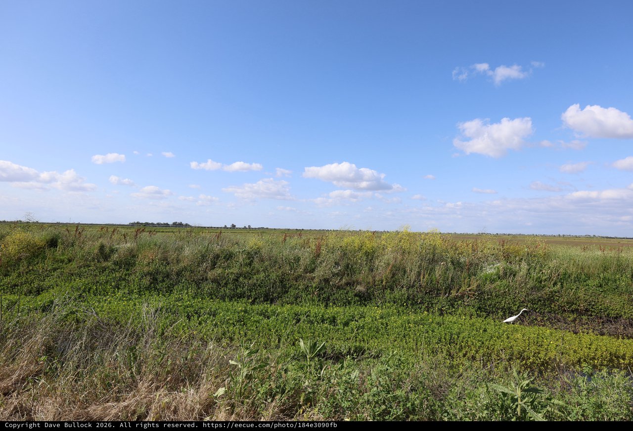 White Bird Wading Through Yolo Bypass Wetlands