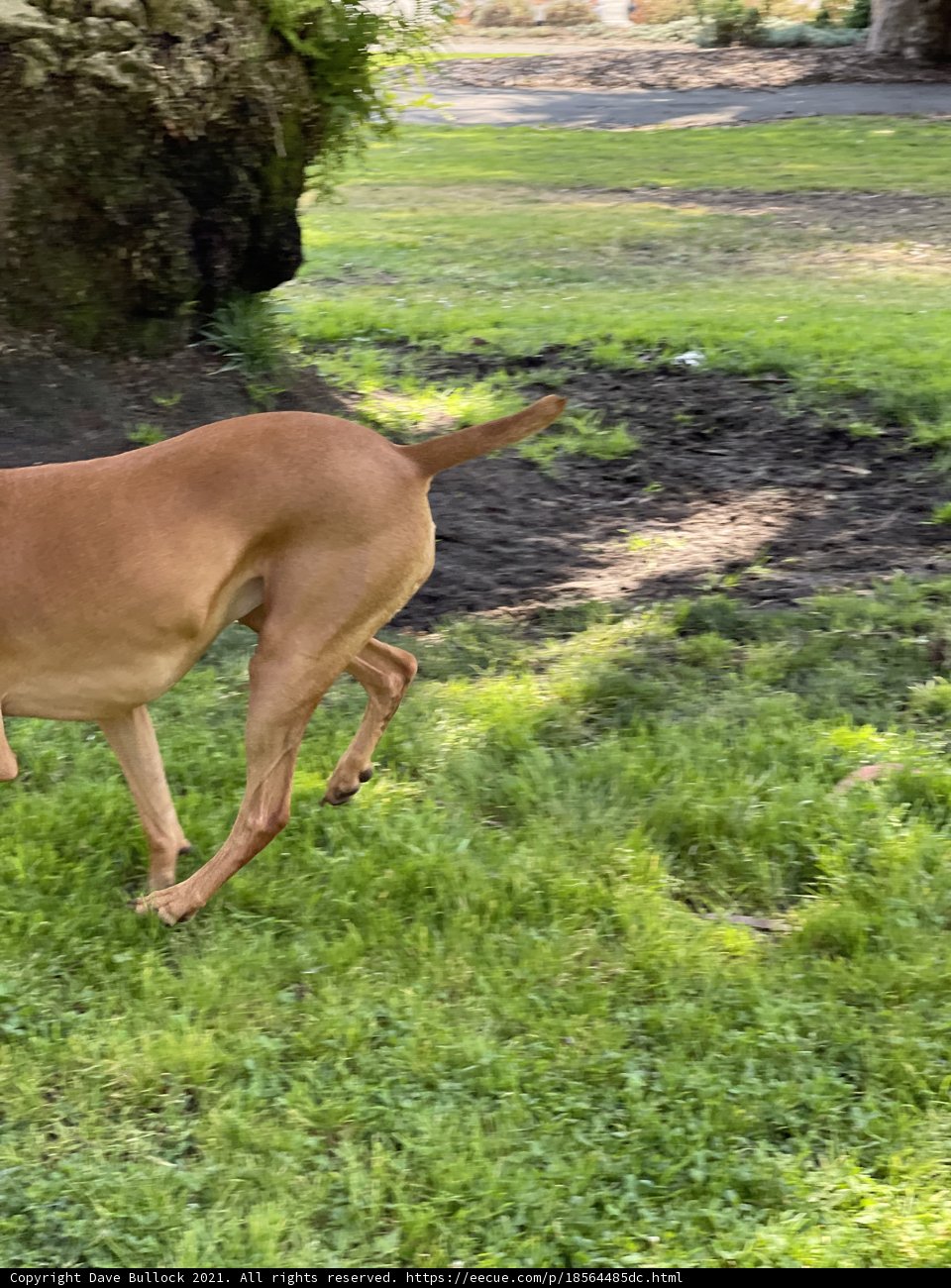 Happy Pup Plays in the Park