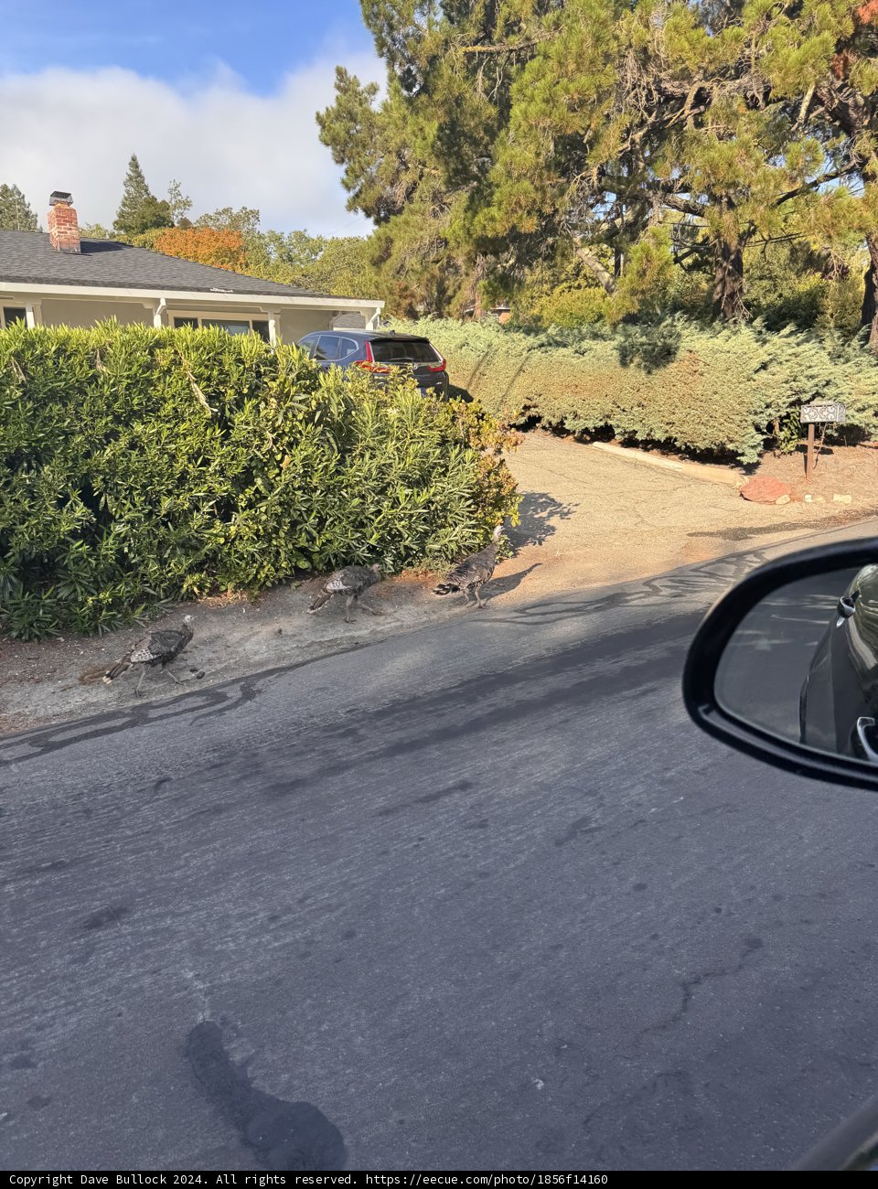 Morning Encounter on a Suburban Street