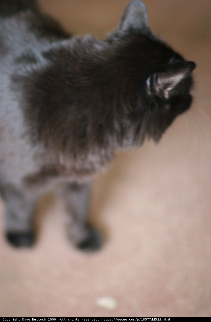 Inky Paws