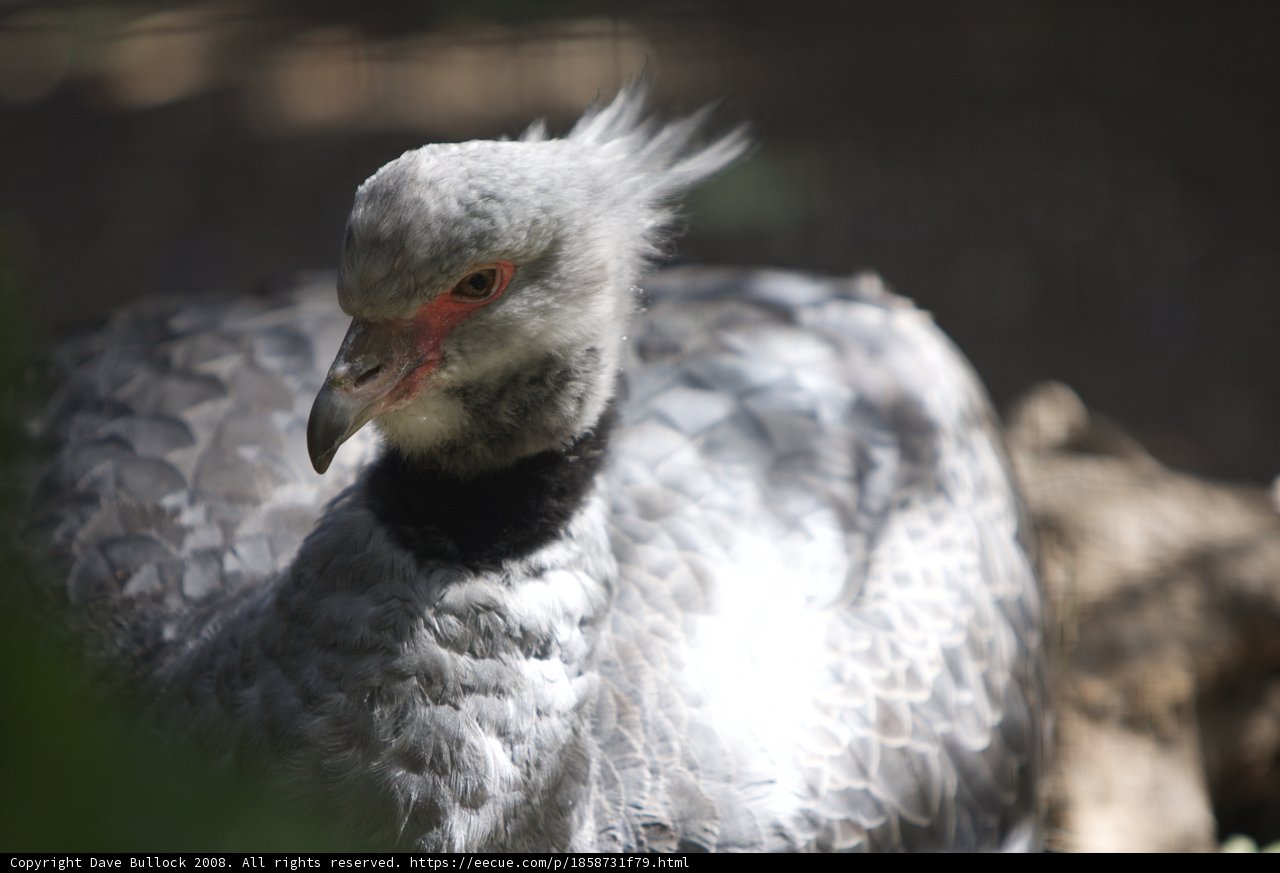 Vulture with a Red Beak