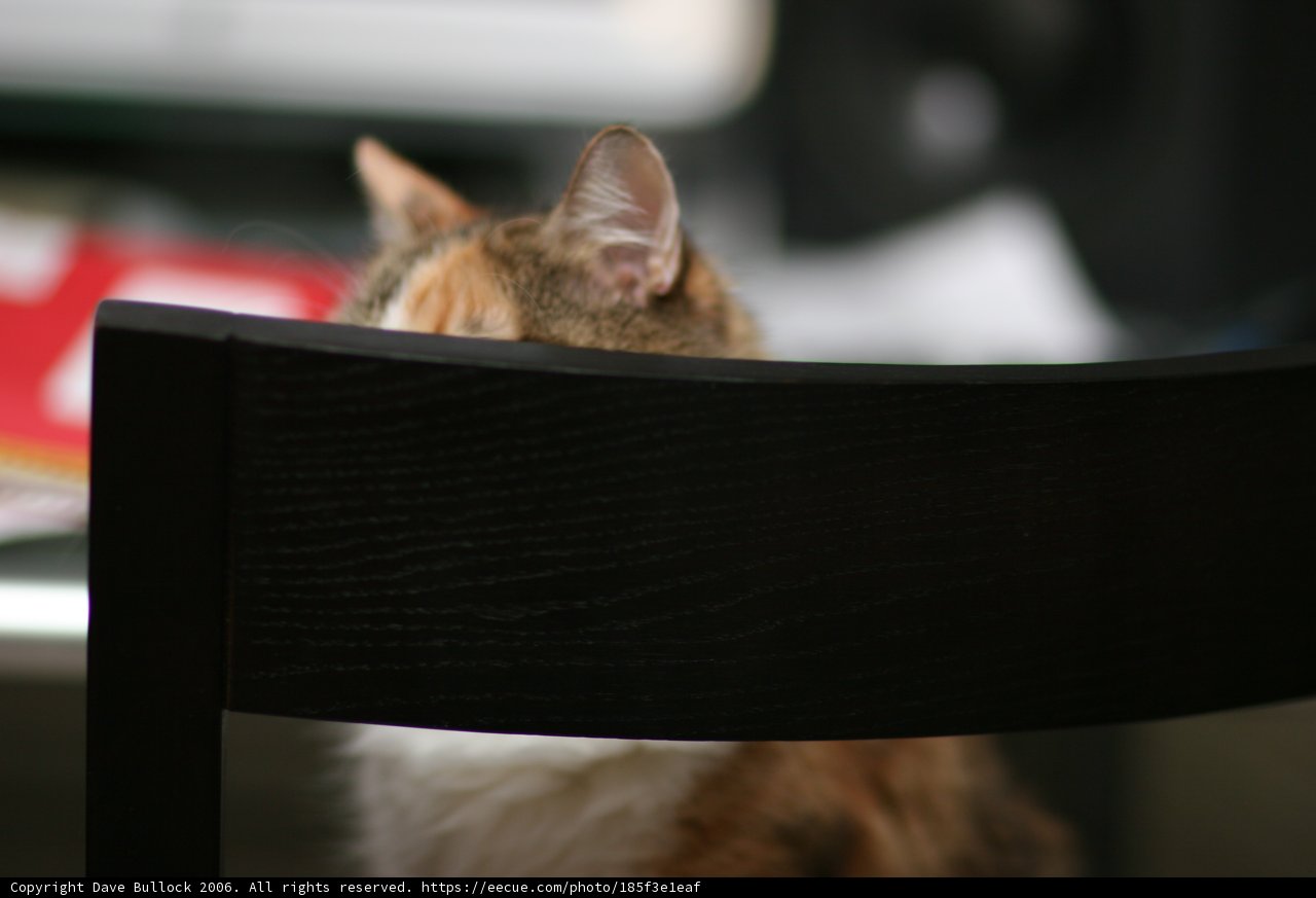 The Regal Abyssinian on A Cozy Chair