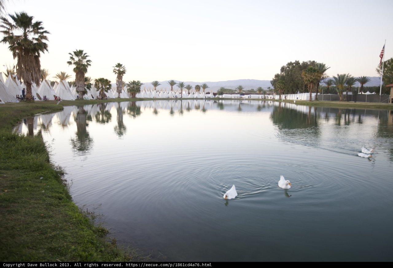 Swans at Coachella Lake