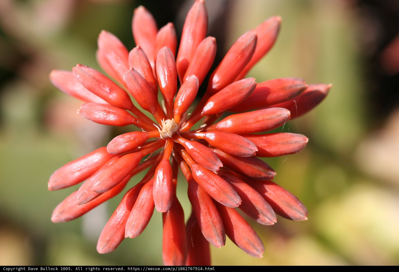 Ravishing Red Dahlia