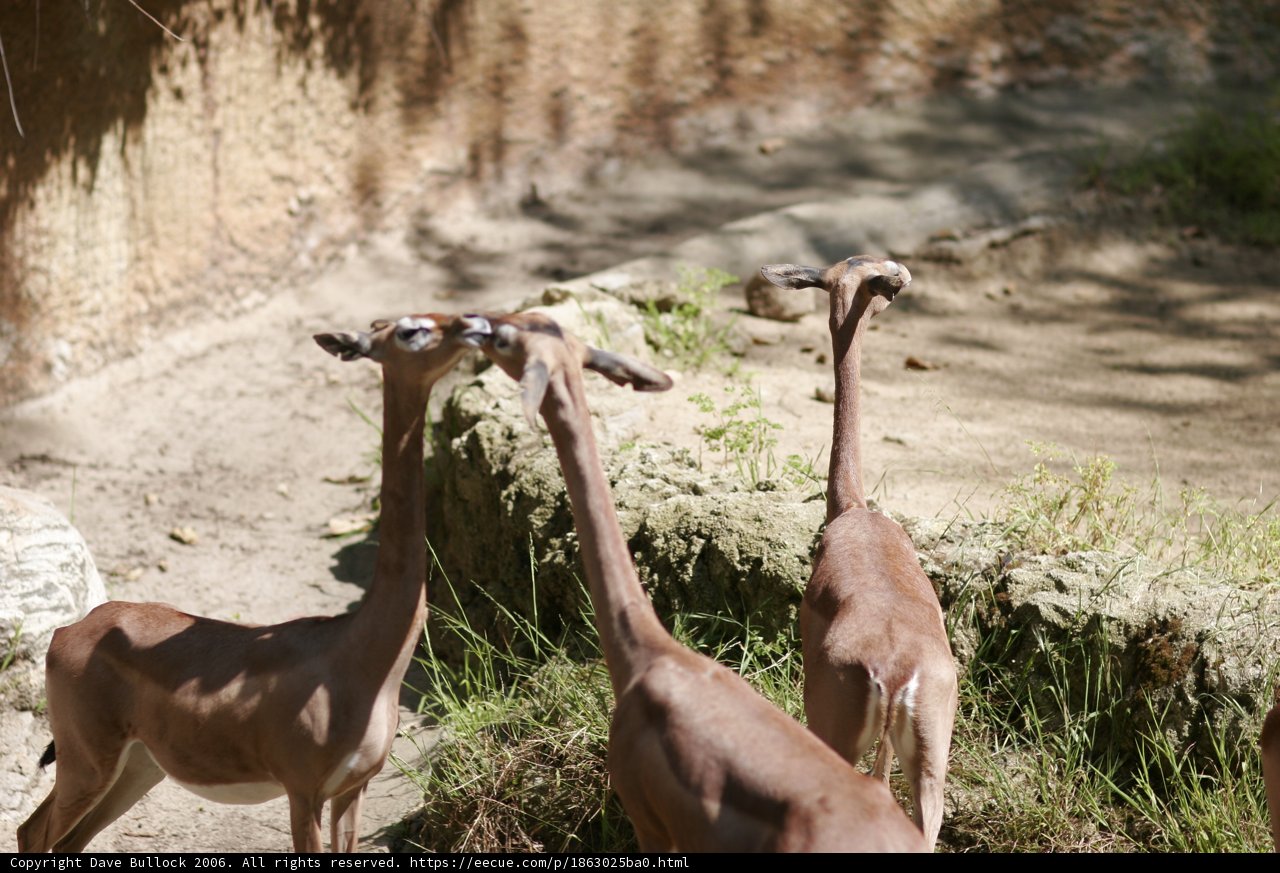 Majestic Wildlife Gathering