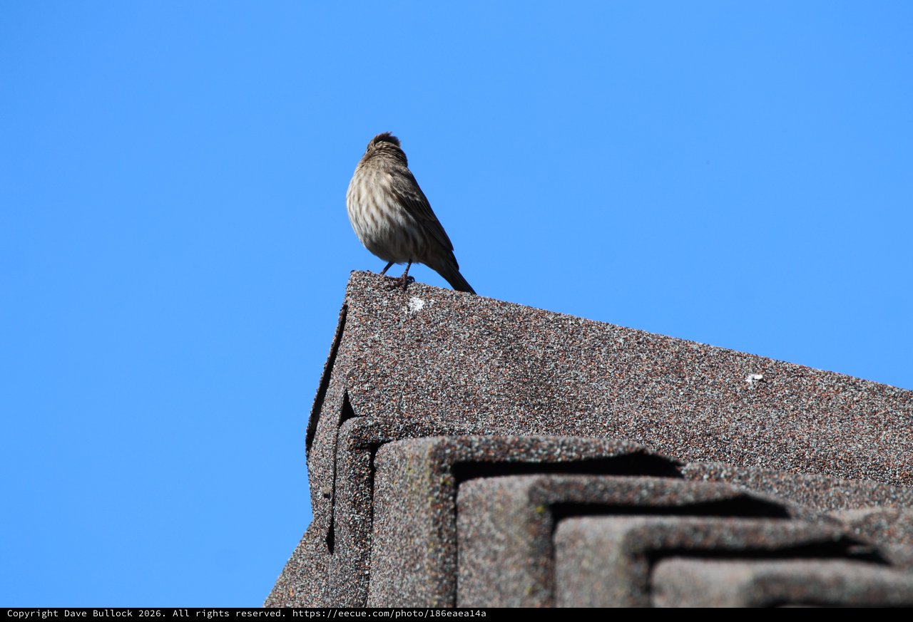 House Finch Perched on Rooftop Against Clear Blue Sky