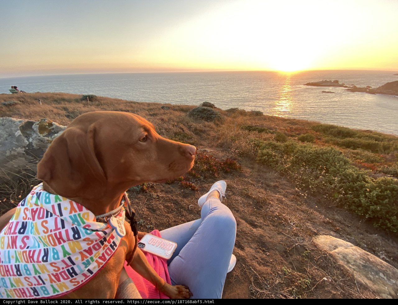 The Majestic Vizsla Overlooking the Pacific
