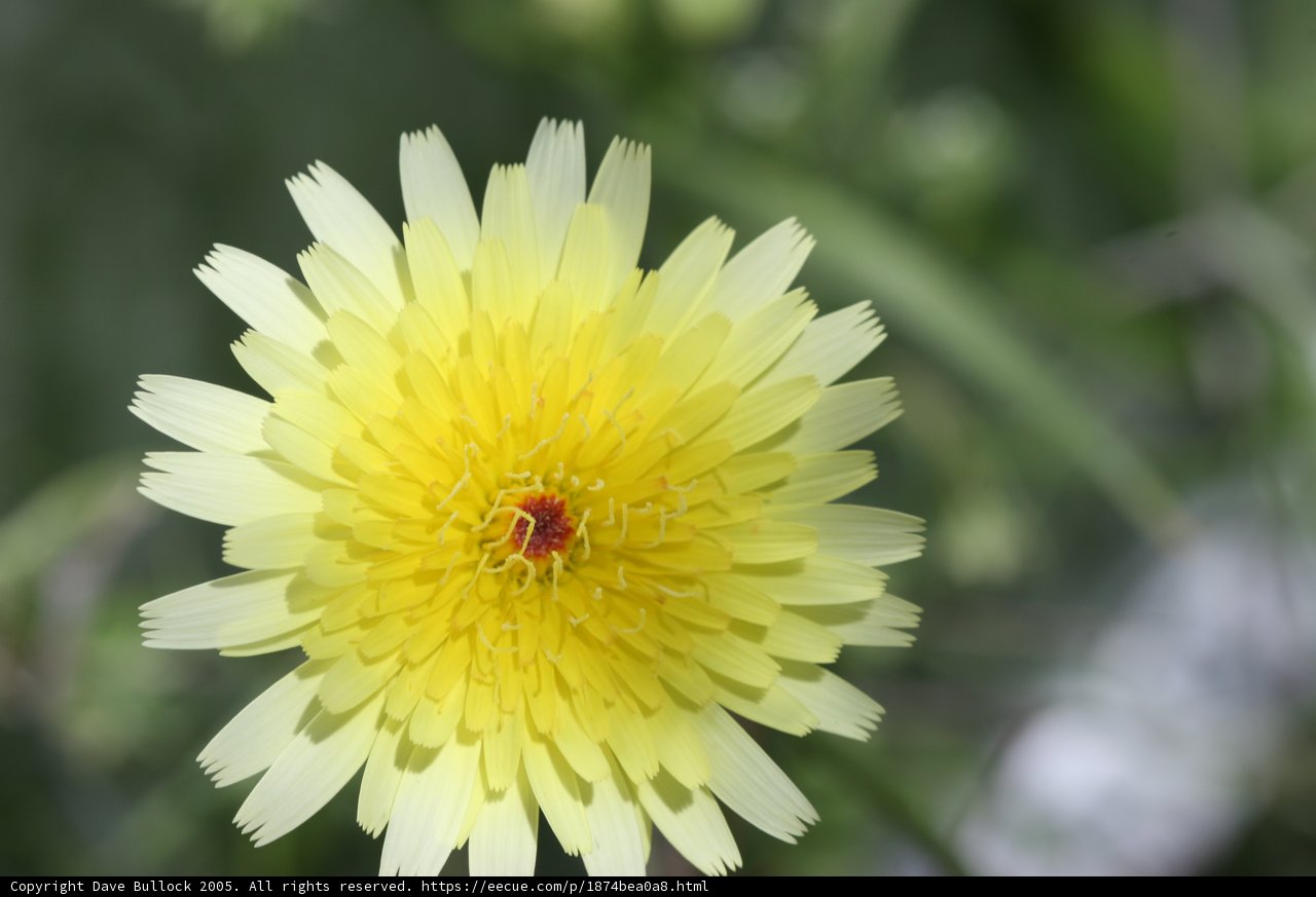 Vibrant Yellow Flower