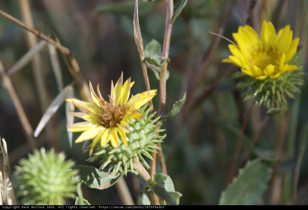 Spiny Gumplant Blooms at Mount Diablo