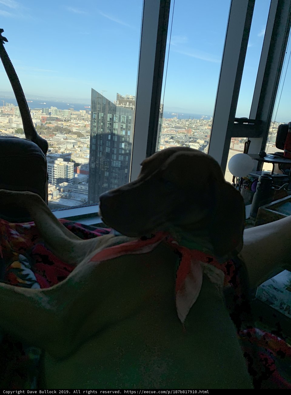 Puppy's View of the City