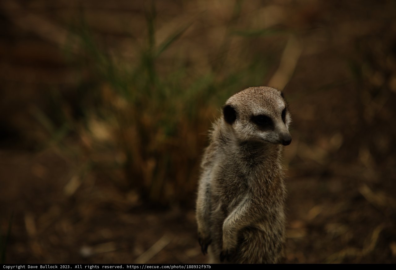 Majestic Meerkat in Oakland Zoo