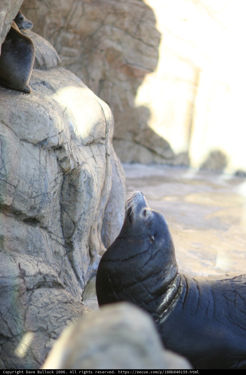 A Seal Basking in the Sun