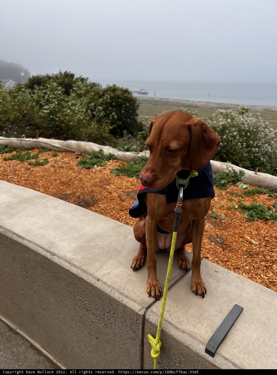 Pawsome Beach Days