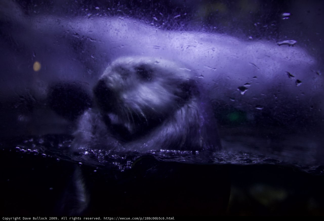 Rainy Day Otter