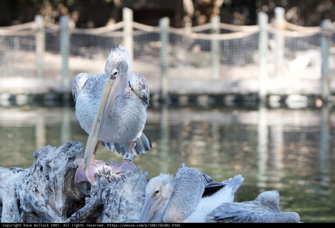 Chirping Pelican on a Wooden Perch