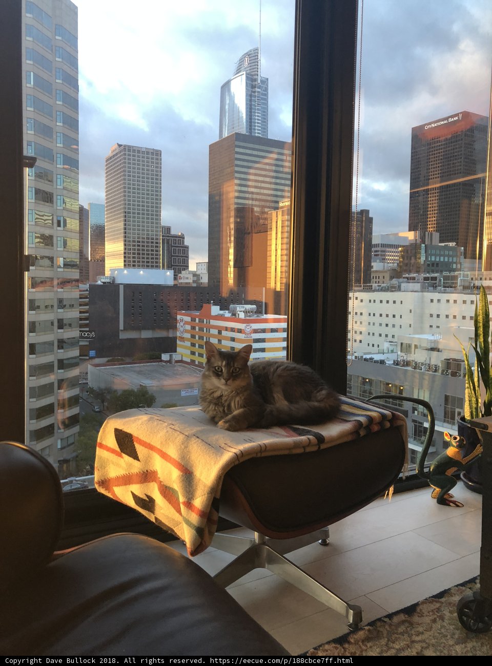Urban Cat Nap