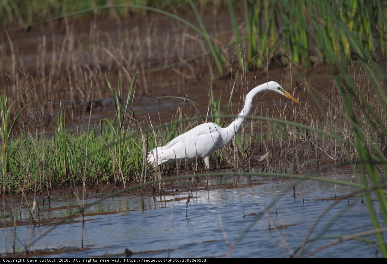 Great Egret Hunting in Shallow Wetland Waters