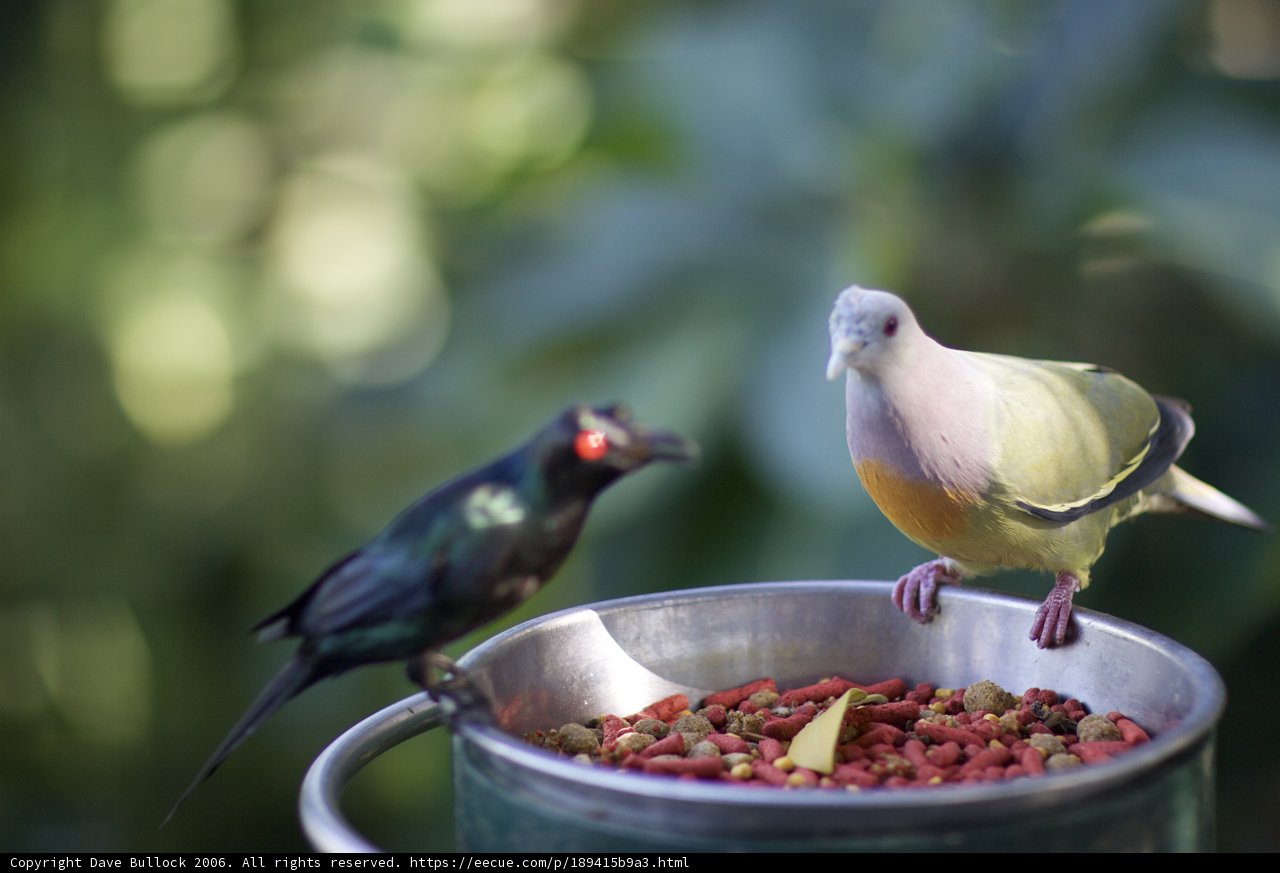 A Bird and the Silver Bowl