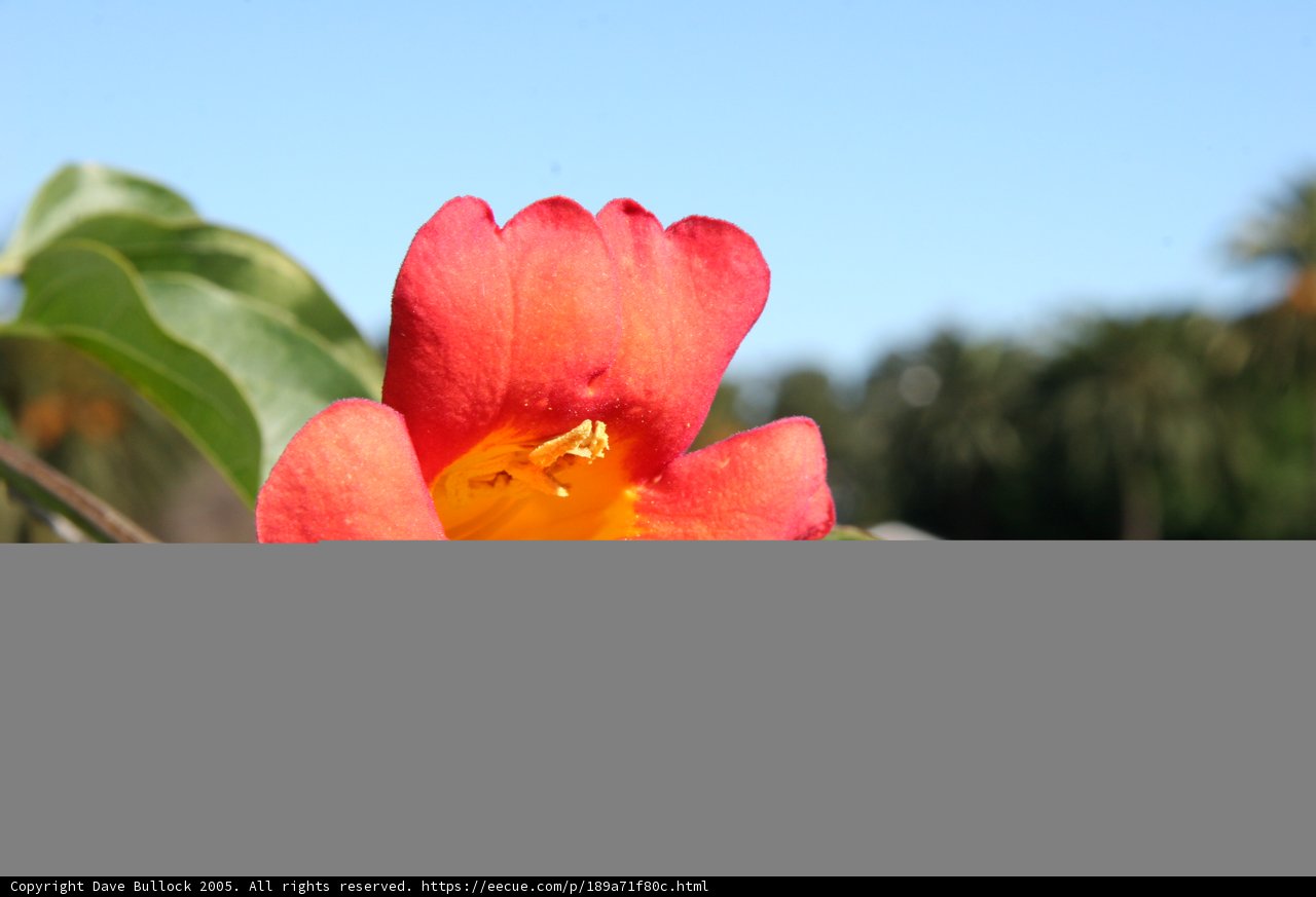 Red Flower Standing Out Against Blue Sky