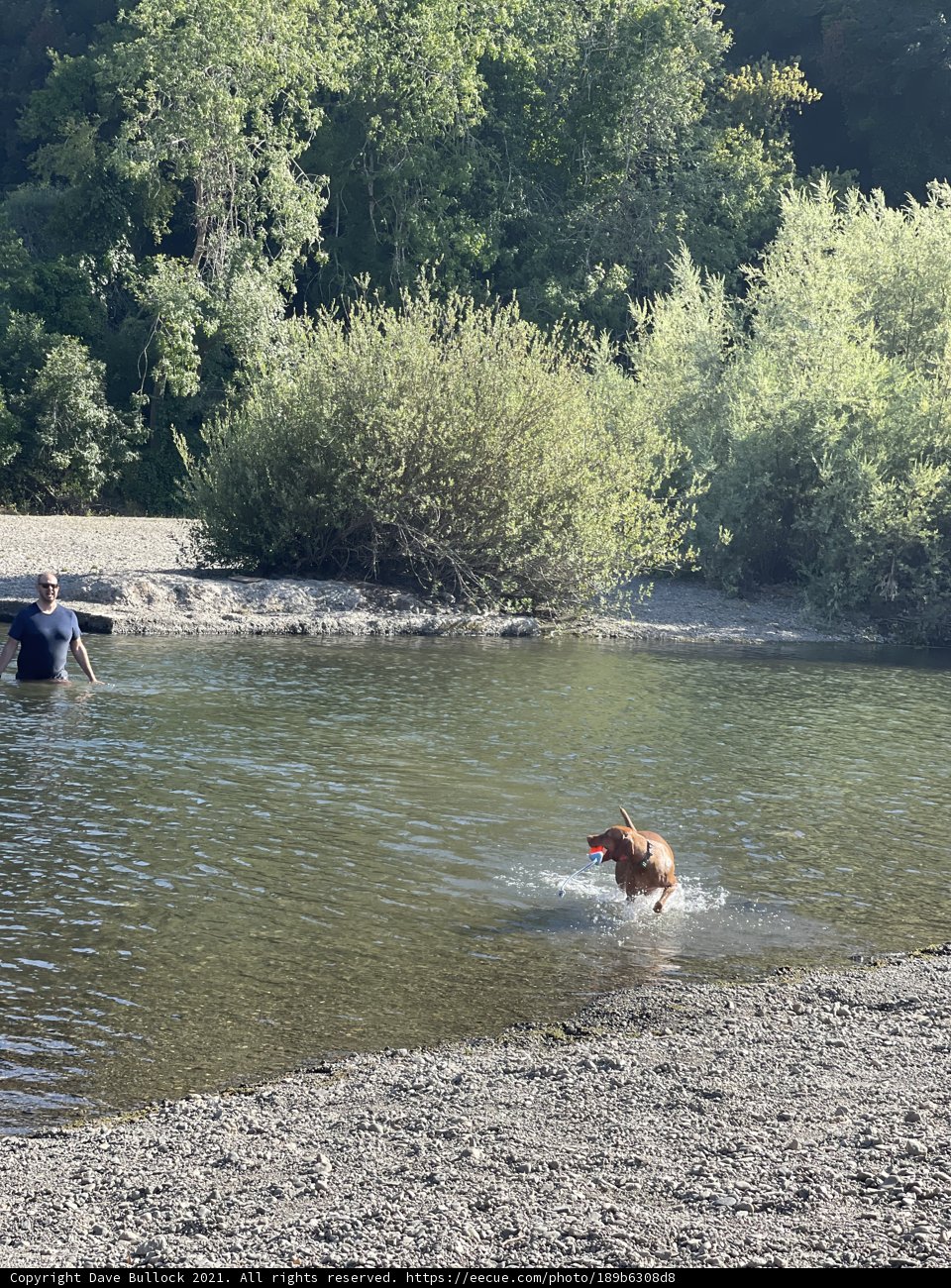 A Man and His Canine Companion Enjoy the Water at Monte Rio Beach