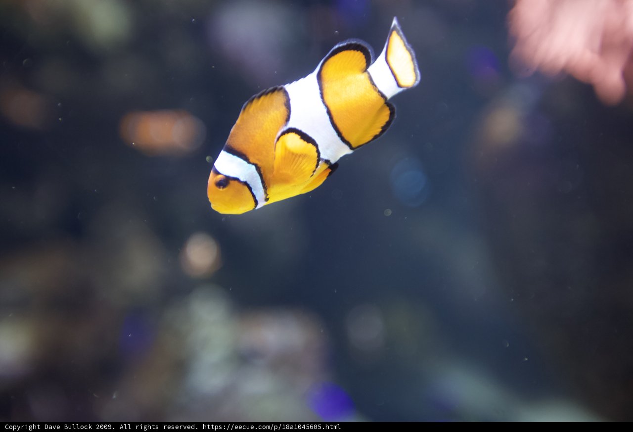 A Playful Amphiprion in Its Aquatic Home
