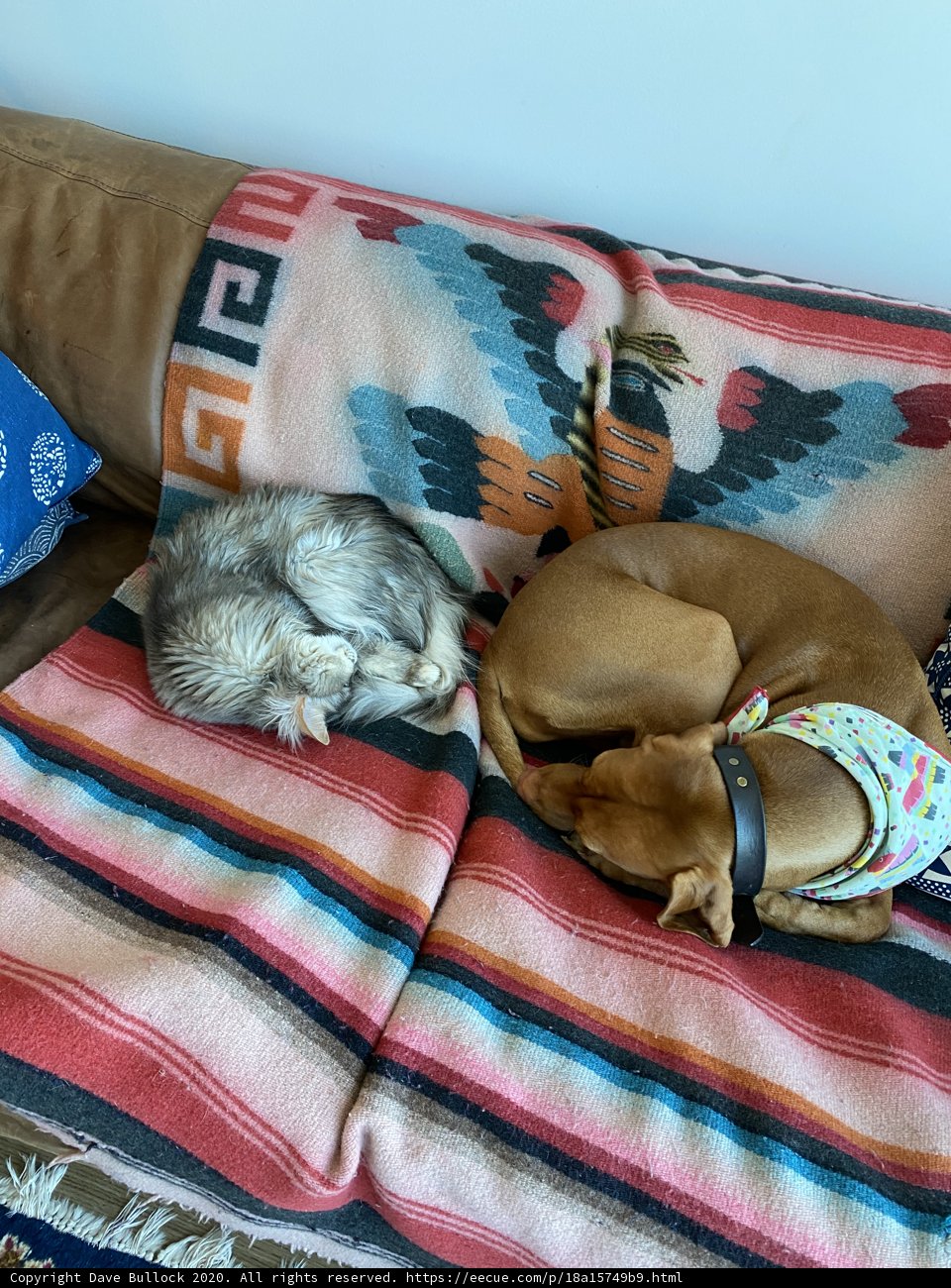 Cozy Canine and Feline Naptime