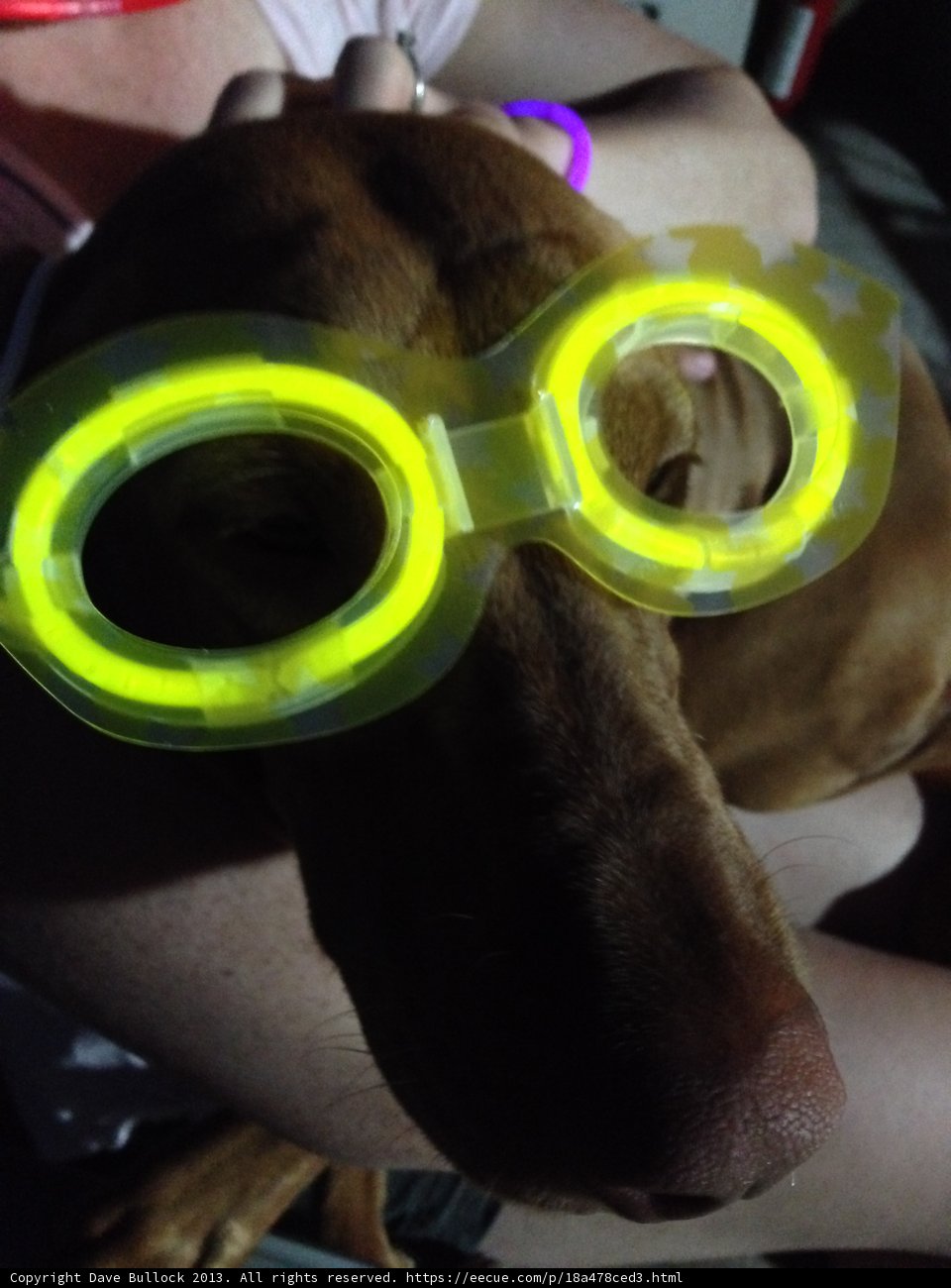 Canine Style Statement