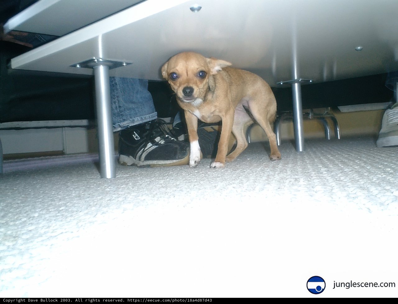Under the Table Pup