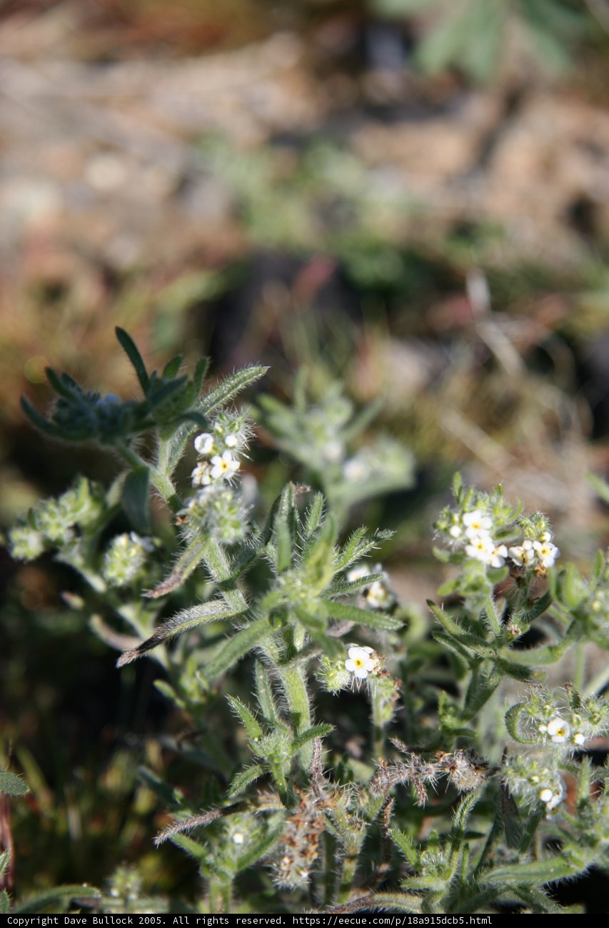 Delicate White Bloom