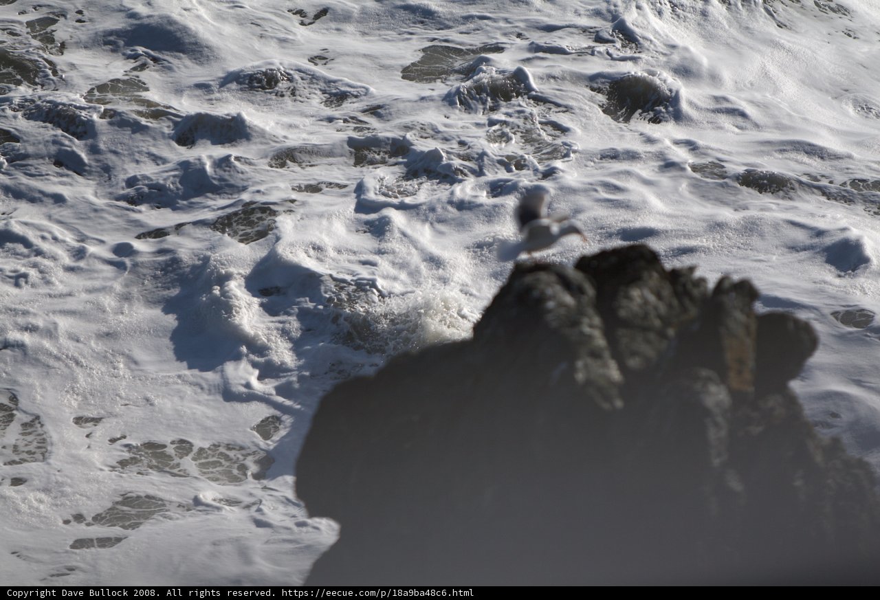 Winter Birdwatching