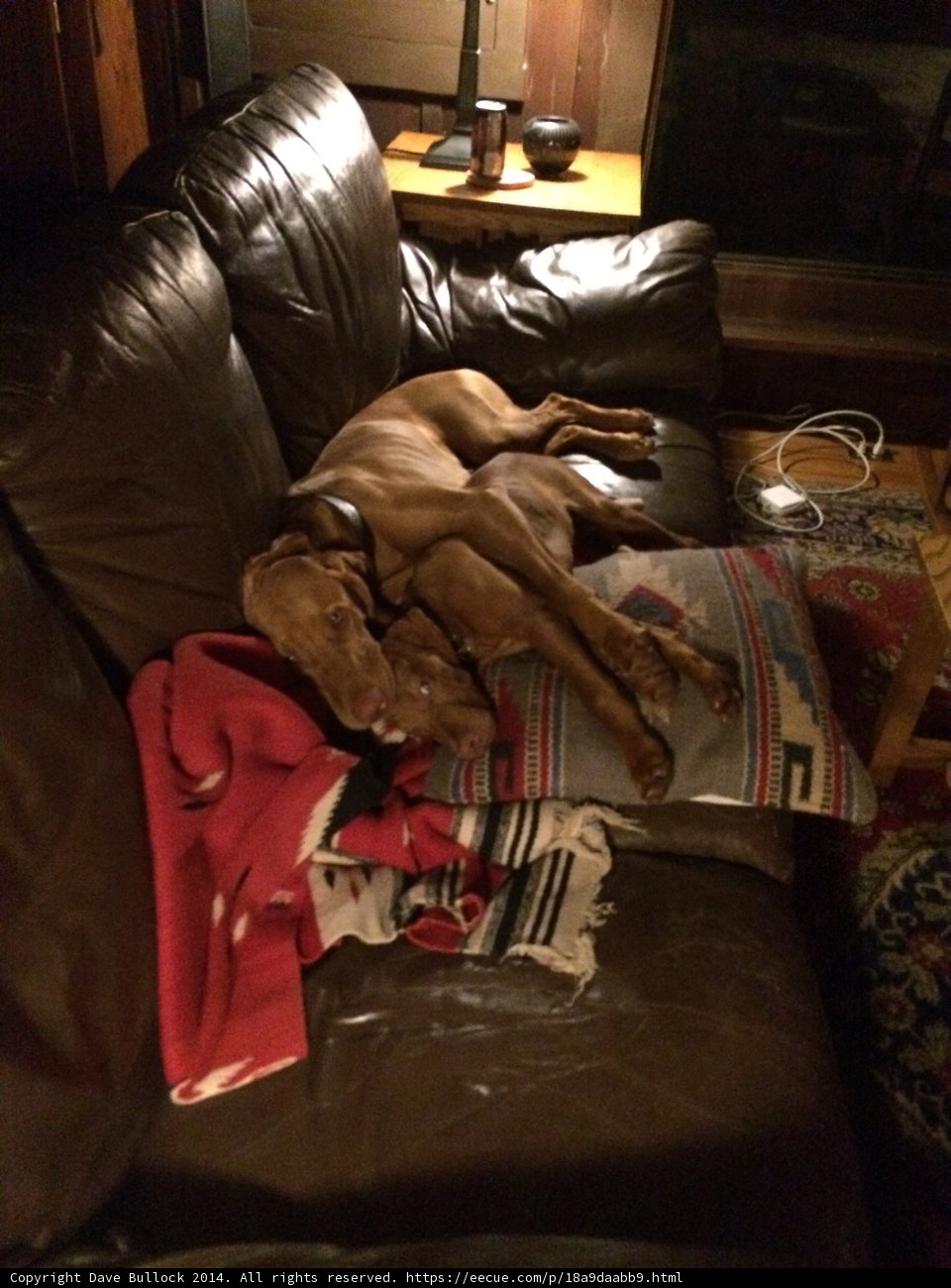 Relaxing Canine Companion