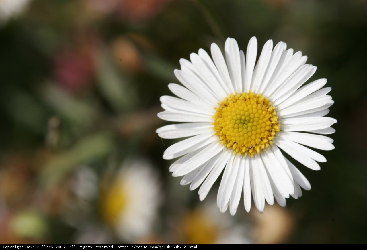 Solitary Beauty