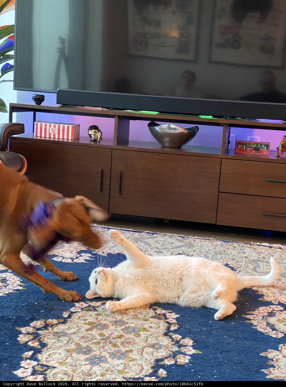 Playtime on the Rug
