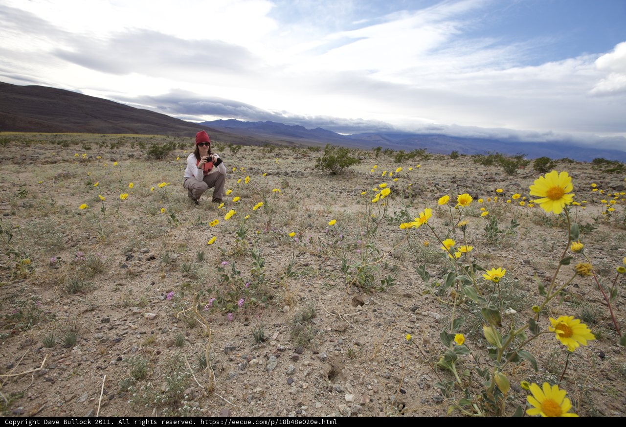 Walking in a Field of Gold