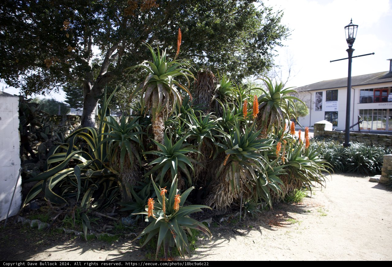 Monterey's Floral Display, 2024
