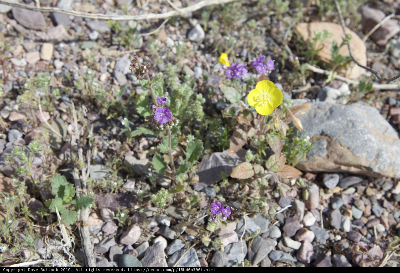 Lone Yellow Flower in the Desert