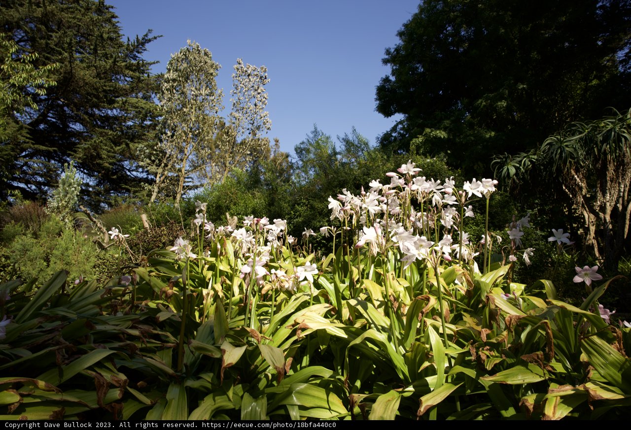 Ethereal Blooms under San Francisco Sky