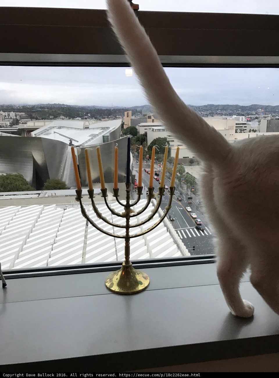 Feline Festivities